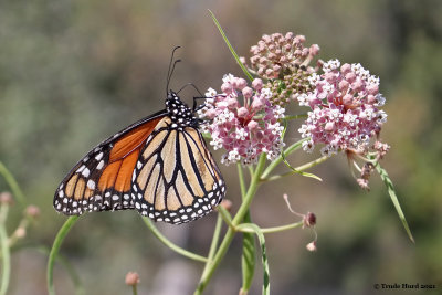 monarch on narrow-leaf milkweed
