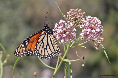 sjws_2021_pollinators_garden_summer