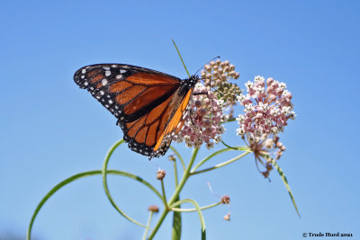 monarch on narrow-leaf milkweed