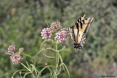 western tiger swallowtail on milkweed 