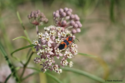 milkweed bug adult on milkweed