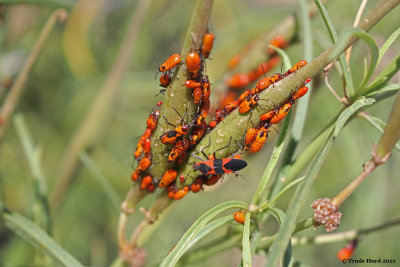 milkweed bug larva on milkweed