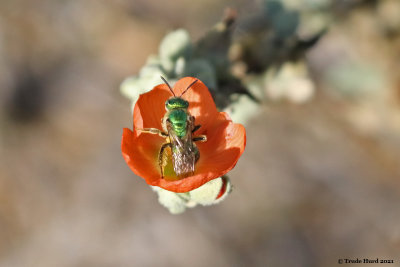 green sweat bee on apricot mallow