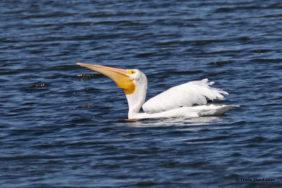 White Pelican swallowing fish