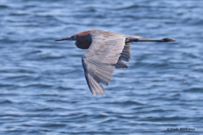 Reddish Egret flying by