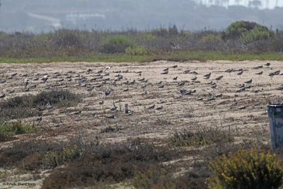Fall migration - Black-bellied Plovers stop to rest