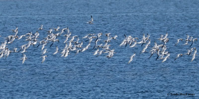 Elegant Terns will soon head south