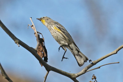 Yellow-rumped Warbler spies an insect