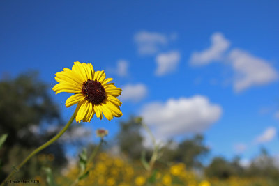 Bush sunflower Encelia