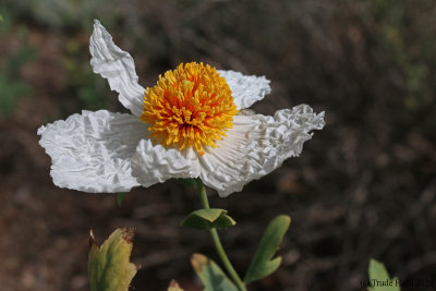 Matilija Poppy  