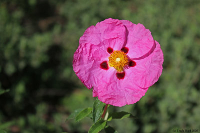 Rock Rose, non-native