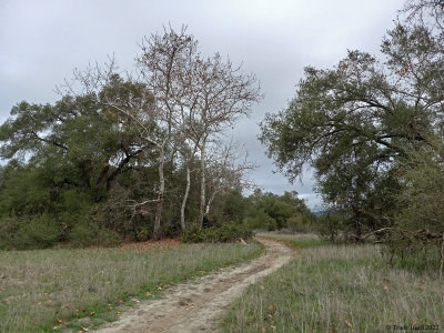 Through oaks and sycamores