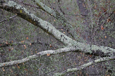 Lichen covers oak branches