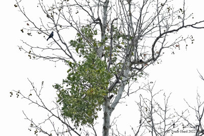 Phainopepla attracted to mistletoe
