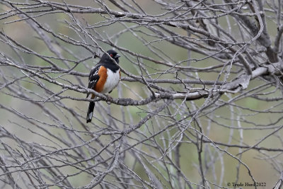 Spotted Towhee  