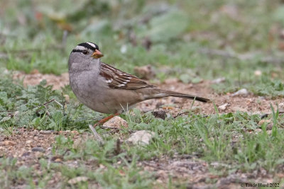 White-crowned Sparrow adult feeding on ground