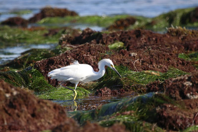 Snowy Egret hunting in tidepools