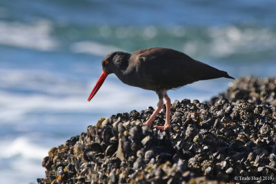 Black Oystercatcher hunting mussels 