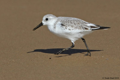 Sanderling 