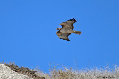Red-tailed Hawk flying along bluff