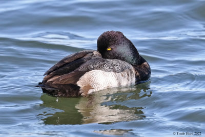 Lesser Scaup, male, sleeping