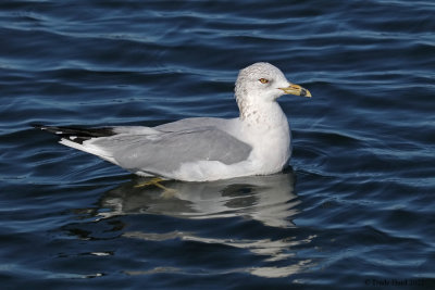 Ring-billed Gull