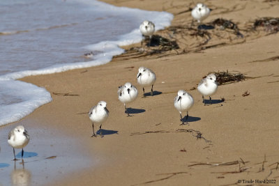 Sanderlings approach 