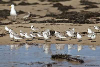 Sanderlings rest  