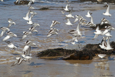 Sanderlings suddenly flee
