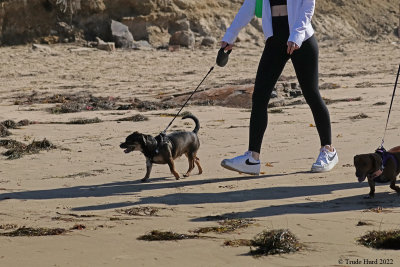 The reason for panic (this is NOT a dog beach) 
