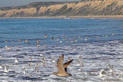 Shorebirds waste energy due to dog owner's selfishness