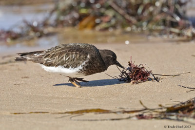 Black Turnstone forage