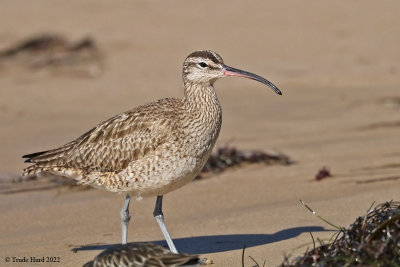 Whimbrel  