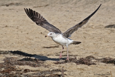 Western Gull
