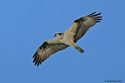 Osprey hunting for fish