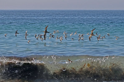 How many species do you see?