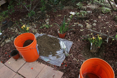 Step 2  Dig Hole twice as wide and twice as deep as pot