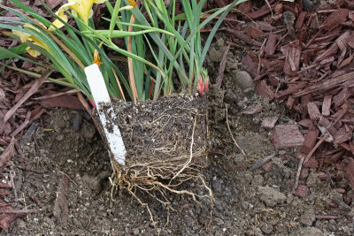 Step 4  Pull Apart Roots Gently