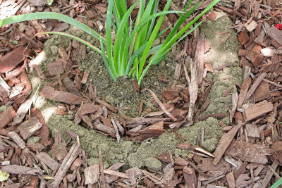 Step 5  Refill With Soil and Make a Berm to collect water