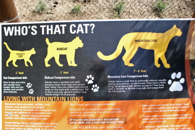 Comparison Mountain Lion, Bobcat, House Cat