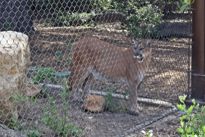 Mountain Lion