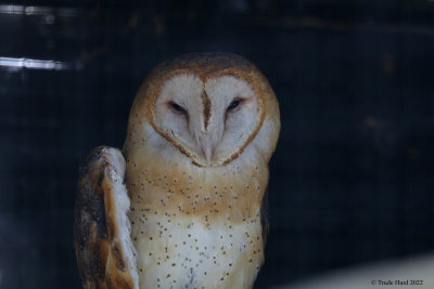 Barn Owl