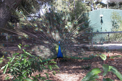 Peacock Display 