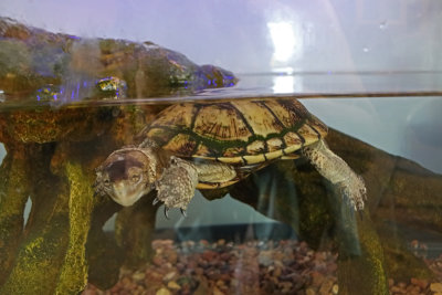 Western pond turtle (endangered)