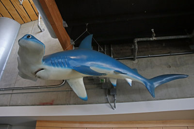 Hammerhead shark has interesting shape
