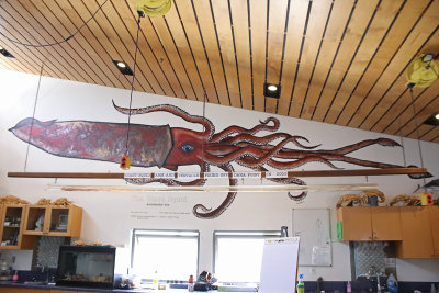Imagine the size of giant squid 
