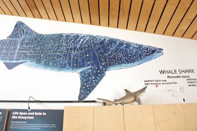 And size of whale shark 