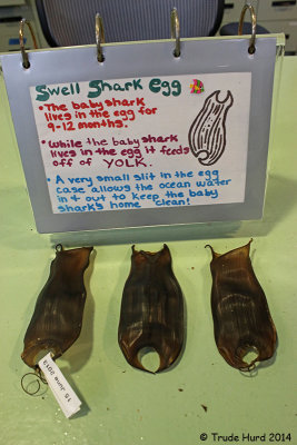 Swell sharks develop inside eggcase (AKA mermaid's purse)