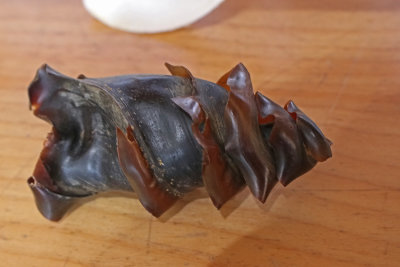 Horn shark eggcase  