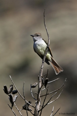 What a treat to watch an Ash-throated Flycatcher